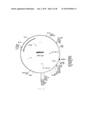 INTERGENIC REGIONS AS INSERTION SITES IN THE GENOME OF MODIFIED VACCINIA VIRUS ANKARA (MVA) diagram and image