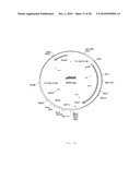 INTERGENIC REGIONS AS INSERTION SITES IN THE GENOME OF MODIFIED VACCINIA VIRUS ANKARA (MVA) diagram and image