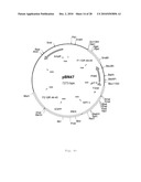 INTERGENIC REGIONS AS INSERTION SITES IN THE GENOME OF MODIFIED VACCINIA VIRUS ANKARA (MVA) diagram and image