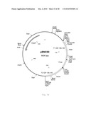 INTERGENIC REGIONS AS INSERTION SITES IN THE GENOME OF MODIFIED VACCINIA VIRUS ANKARA (MVA) diagram and image