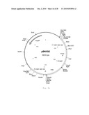 INTERGENIC REGIONS AS INSERTION SITES IN THE GENOME OF MODIFIED VACCINIA VIRUS ANKARA (MVA) diagram and image