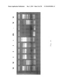 INTERGENIC REGIONS AS INSERTION SITES IN THE GENOME OF MODIFIED VACCINIA VIRUS ANKARA (MVA) diagram and image