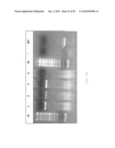 INTERGENIC REGIONS AS INSERTION SITES IN THE GENOME OF MODIFIED VACCINIA VIRUS ANKARA (MVA) diagram and image