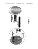  A COMPOSITION COMPRISING A NOTCH LIGAND AND AN ALLERGENB OR ALLERGEN BYSTANDER ANTIGEN diagram and image