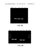 COMPOSITIONS AND METHODS FOR DETECTING MYCOBACTERIA diagram and image