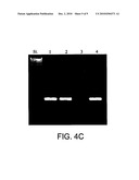 COMPOSITIONS AND METHODS FOR DETECTING MYCOBACTERIA diagram and image