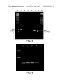 COMPOSITIONS AND METHODS FOR DETECTING MYCOBACTERIA diagram and image