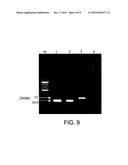 COMPOSITIONS AND METHODS FOR DETECTING MYCOBACTERIA diagram and image