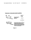 Fluorescence Lifetime and Fluorescence Assays diagram and image