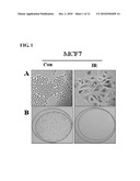 METHOD FOR DETECTING PREMATURE SENESCENCE IN TUMOR CELLS AND A KIT FOR DETECTING PREMATURE SENESCENCE IN TUMOR CELLS diagram and image