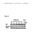 METHOD FOR DETECTING PREMATURE SENESCENCE IN TUMOR CELLS AND A KIT FOR DETECTING PREMATURE SENESCENCE IN TUMOR CELLS diagram and image