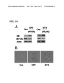 METHOD FOR DETECTING PREMATURE SENESCENCE IN TUMOR CELLS AND A KIT FOR DETECTING PREMATURE SENESCENCE IN TUMOR CELLS diagram and image