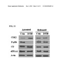 METHOD FOR DETECTING PREMATURE SENESCENCE IN TUMOR CELLS AND A KIT FOR DETECTING PREMATURE SENESCENCE IN TUMOR CELLS diagram and image