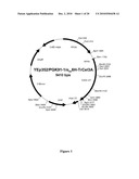 NOVEL BETA-GLUCOSIDASE ENZYMES diagram and image