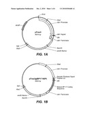 METHOD FOR INTRODUCING NUCLEIC ACIDS INTO FUNGAL CELLS diagram and image