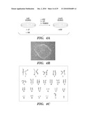 METHODS AND COMPOSITIONS FOR HOMOLOGOUS RECOMBINATION IN HUMAN CELLS diagram and image