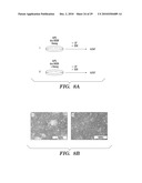 METHODS AND COMPOSITIONS FOR HOMOLOGOUS RECOMBINATION IN HUMAN CELLS diagram and image