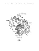 POLYNUCLEOTIDE BACKBONES FOR COMPLEXING PROTEINS diagram and image