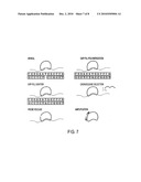 POLYNUCLEOTIDE BACKBONES FOR COMPLEXING PROTEINS diagram and image