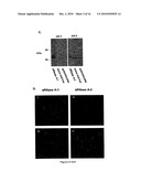 RNASE A PEPTIDES, FRAGMENTS AND USES THEREOF diagram and image