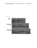 PEPTIDE HAVING AN EXTENDING ACTION FOR HALF-LIFE OF OBJECT PEPTIDE IN PLASMA diagram and image