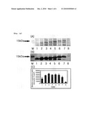 PRODUCTION OF SOLUBLE RECOMBINANT PROTEIN BY PI VALUE CONTROL OF N-TERMINAL diagram and image