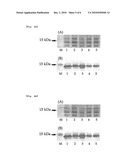 PRODUCTION OF SOLUBLE RECOMBINANT PROTEIN BY PI VALUE CONTROL OF N-TERMINAL diagram and image