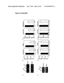 METHODS AND COMPOUNDS FOR TREATING DISEASES CAUSED BY REACTIVE OXYGEN SPECIES diagram and image