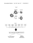 NOVEL COMPOSITIONS AND METHODS FOR CANCER TREATMENT diagram and image