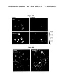 NOVEL COMPOSITIONS AND METHODS FOR CANCER TREATMENT diagram and image