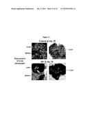 NOVEL COMPOSITIONS AND METHODS FOR CANCER TREATMENT diagram and image