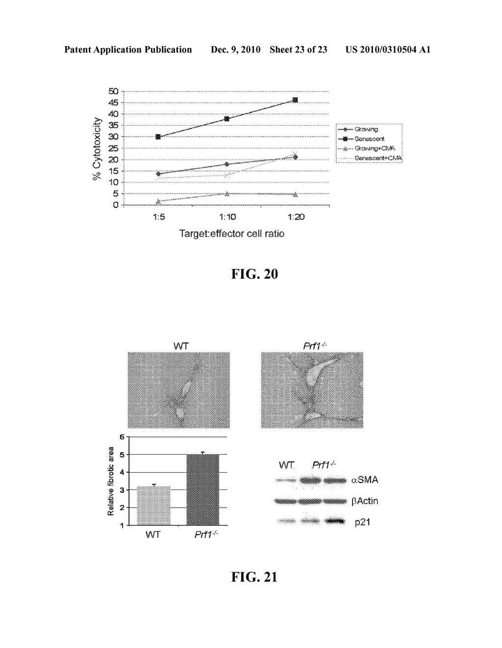 METHODS FOR TREATING FIBROSIS BY MODULATING CELLULAR SENESCENCE - diagram, schematic, and image 24