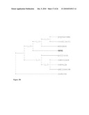 BIFIDOBACTERIAL SPECIES diagram and image