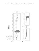 Duplexed Parvovirus Vectors diagram and image