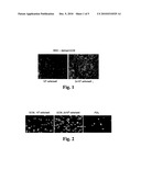 EXTRACELLULAR MATRIX FROM PLURIPOTENT CELLS diagram and image