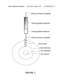 PEPTIDE-COATED CELL LOCALIZATION TO DISEASED OR DAMAGED TISSUES AND METHODS RELATED THERETO diagram and image