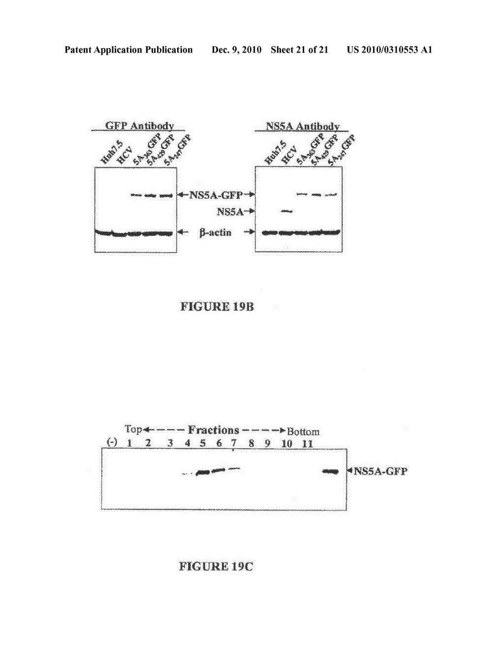 Compositions and Methods for Controlling Hepatitis C Virus Infection - diagram, schematic, and image 22