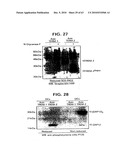 Novel receptor trem (triggering receptor expressed on myeloid cells) and uses thereof diagram and image