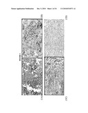 USES OF MONOCLONAL ANTIBODY 8H9 diagram and image