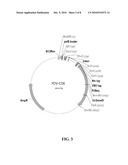 Binding molecules capable of neutralizing rabies virus and uses thereof diagram and image