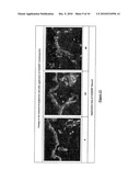 Method and Compositions for Cutaneous Immunisation diagram and image