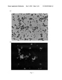 DRY POWDER MICROPARTICLES FOR PULMONARY DELIVERY diagram and image