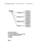 PCR DIAGNOSTICS OF DERMATOPHYTES AND OTHER PATHOGENIC FUNGI diagram and image