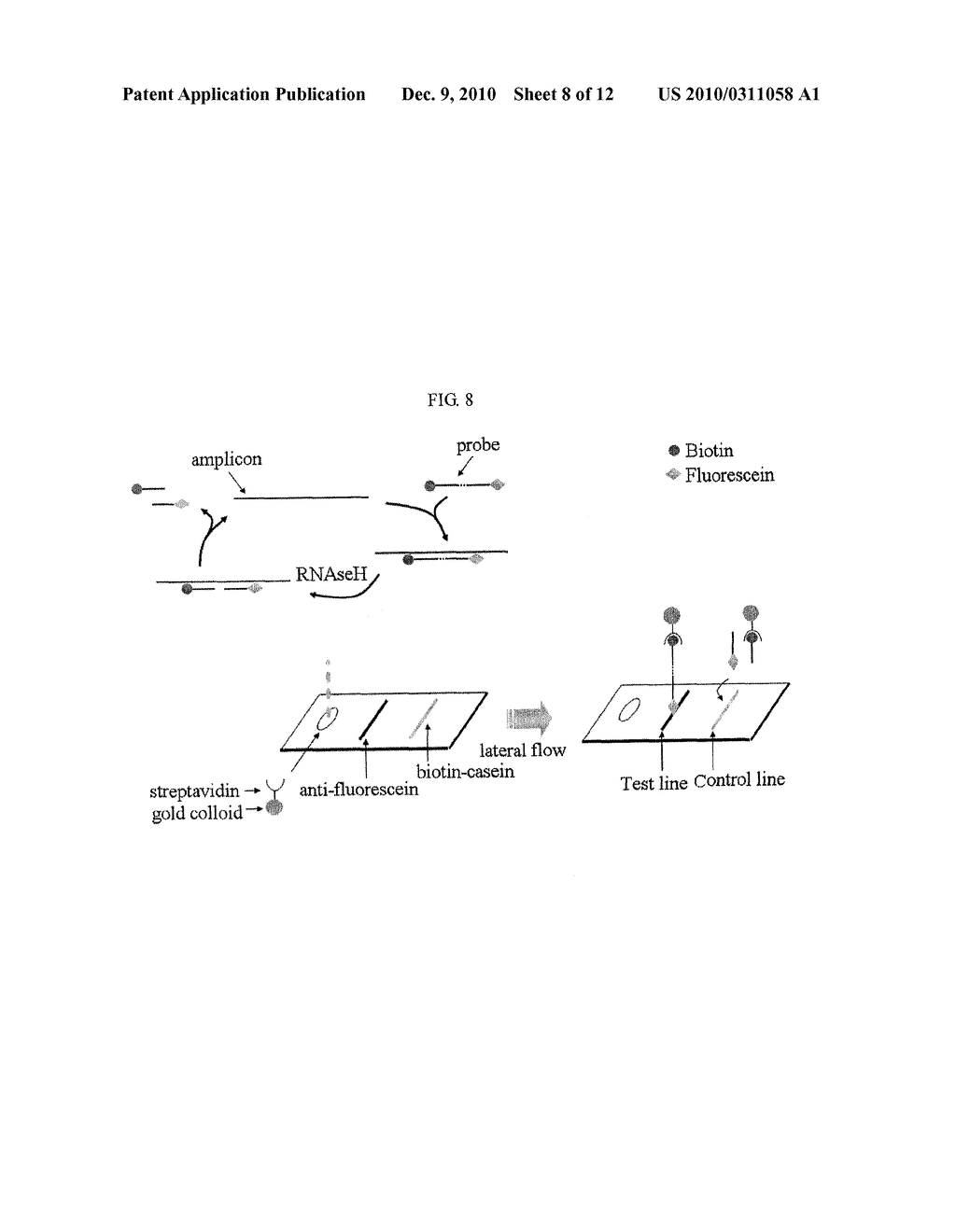 METHOD FOR DETECTING NUCLEIC ACIDS BY SIMULTANEOUS ISOTHERMAL AMPLIFICATION OF NUCLEIC ACIDS AND SIGNAL PROBE - diagram, schematic, and image 09