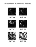 METHODS OF DELIVERY OF EXOGENOUS PROTEINS TO THE CYTOSOL AND USES THEREOF diagram and image