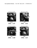 METHODS OF DELIVERY OF EXOGENOUS PROTEINS TO THE CYTOSOL AND USES THEREOF diagram and image