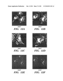 METHODS OF DELIVERY OF EXOGENOUS PROTEINS TO THE CYTOSOL AND USES THEREOF diagram and image