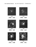 METHODS OF DELIVERY OF EXOGENOUS PROTEINS TO THE CYTOSOL AND USES THEREOF diagram and image