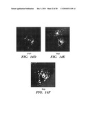 METHODS OF DELIVERY OF EXOGENOUS PROTEINS TO THE CYTOSOL AND USES THEREOF diagram and image