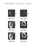 METHODS OF DELIVERY OF EXOGENOUS PROTEINS TO THE CYTOSOL AND USES THEREOF diagram and image